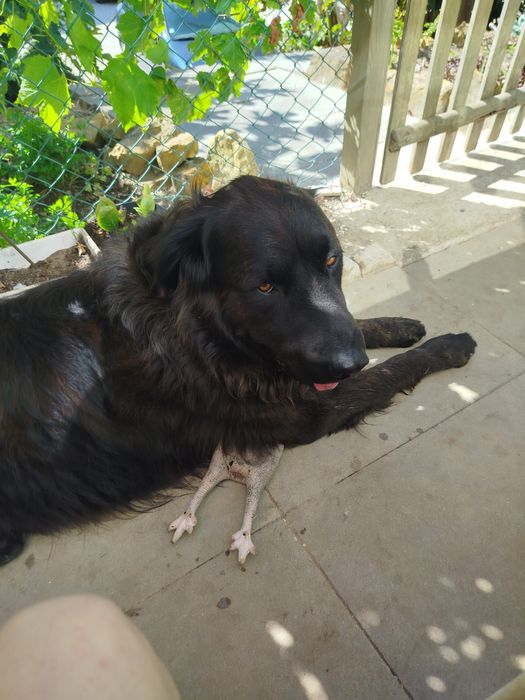 Serra da Estrela jovem