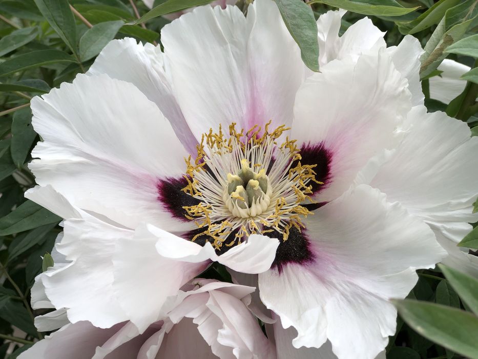 Піон деревовидний