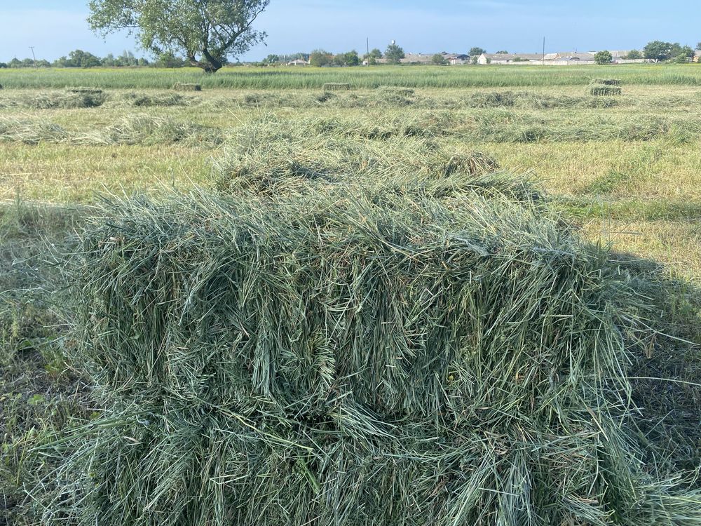 Сіно Лугове Тюки Пресоване Сіно Доставка