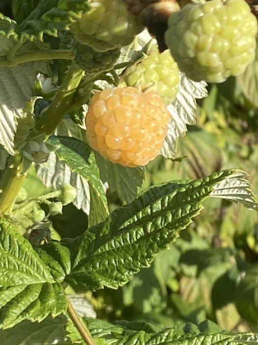 Sprzedam maliny zolte