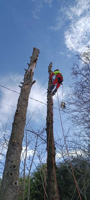 Wycinka drzew, pielęgnacja drzew, frezowanie pni, mielenie gałezi.