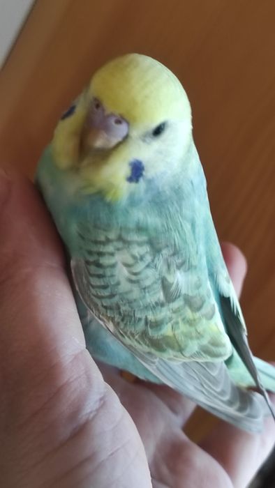 Хатні домашні улюбленці