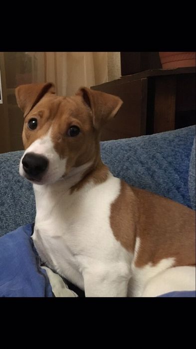 Вязка Джек Рассел Терьер