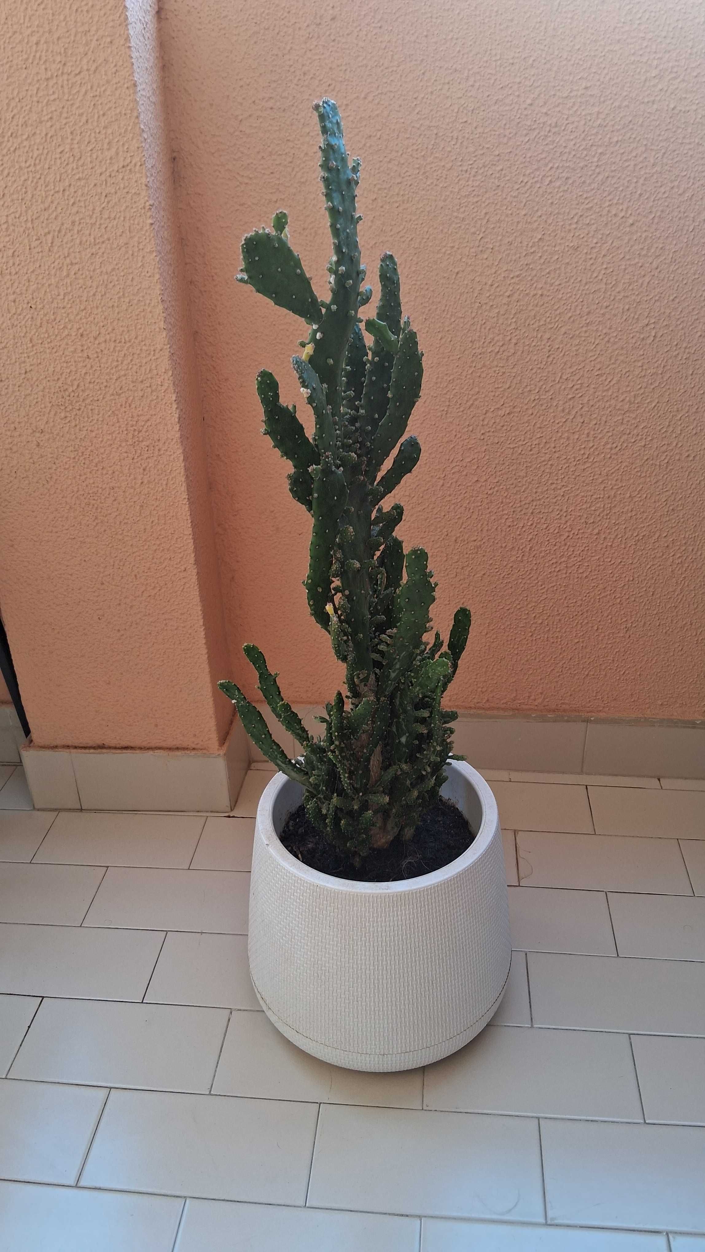 Vaso com cacto grande