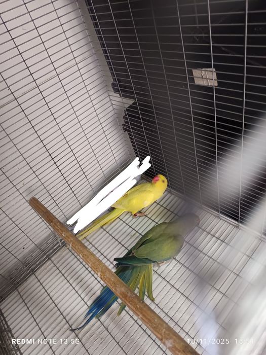 Ring neck fêmeas 2024