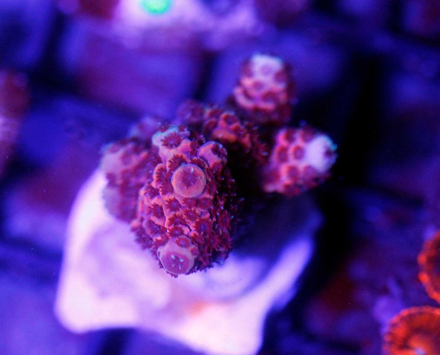 Acropora Hyacinthus Red Sps Szczepka Koral Morski FLUOLAMPS WYSYLKI