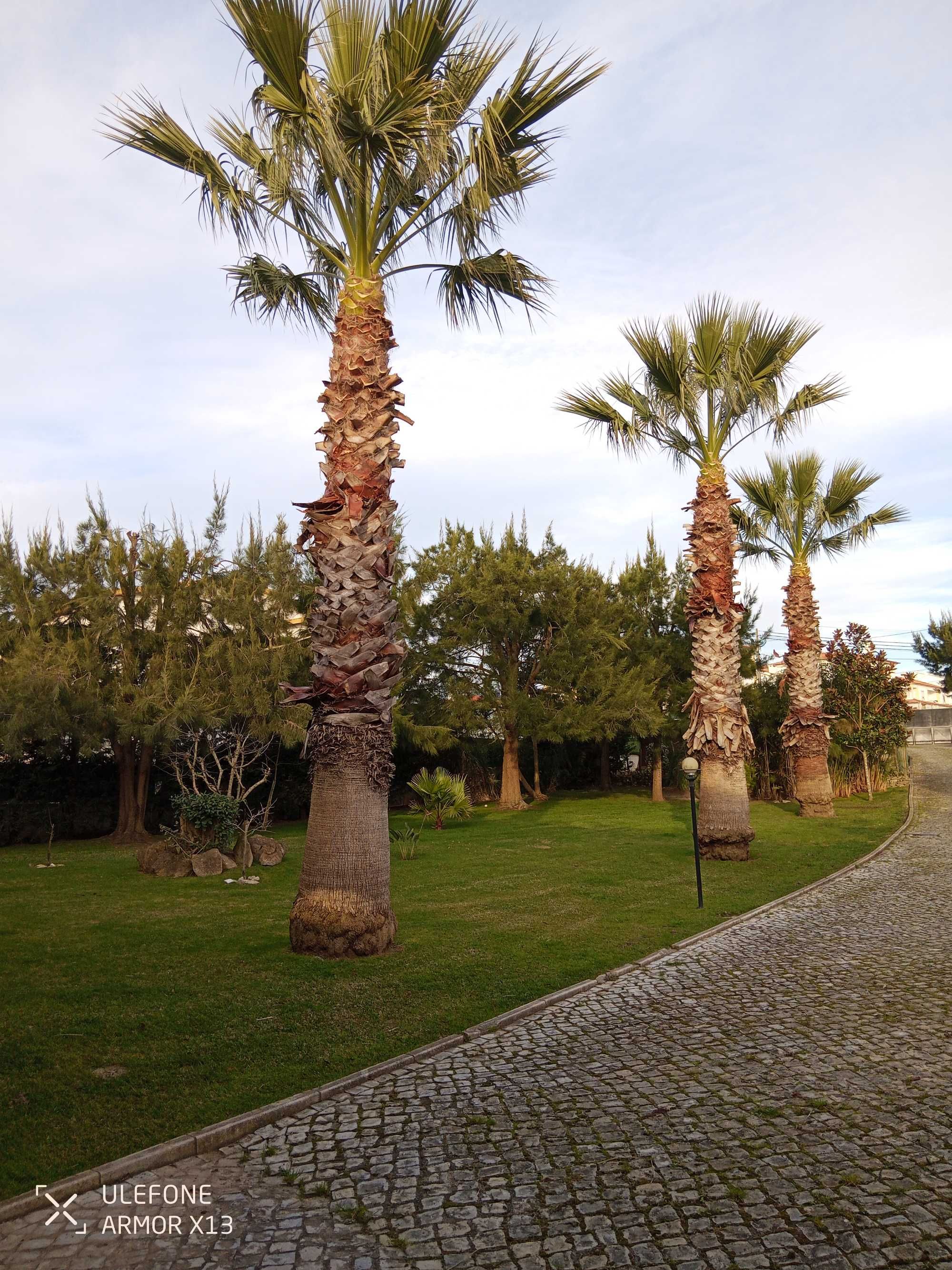 Manutenção de jardins Limpeza de terrenos