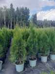 Tuja Szmaragd Tuje Thuja Szmaragdowa żywotnik zachodni 130cm 140cm