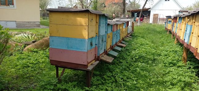 Продам вулики бджолосім'ї з вуликами Бджоли пчели бджолопакети