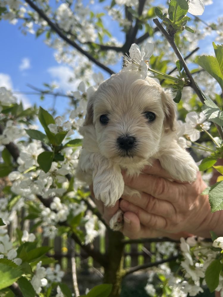 Szczeniak, suczka maltipoo miniaturka, 5tyg, mama 2kg