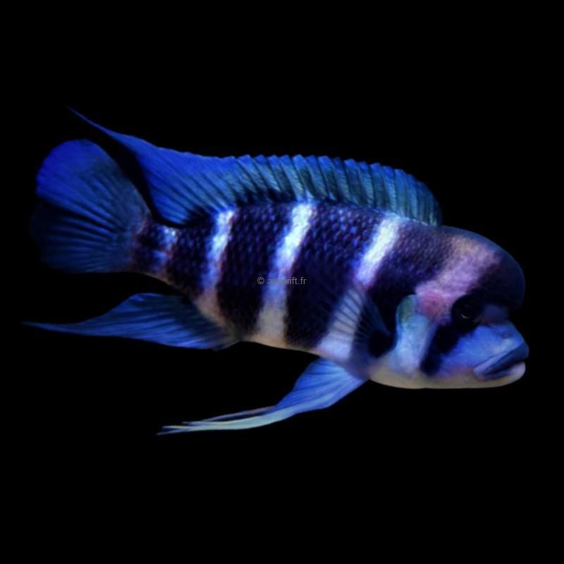 Cyphotilapia frontosa Burundi tanganika