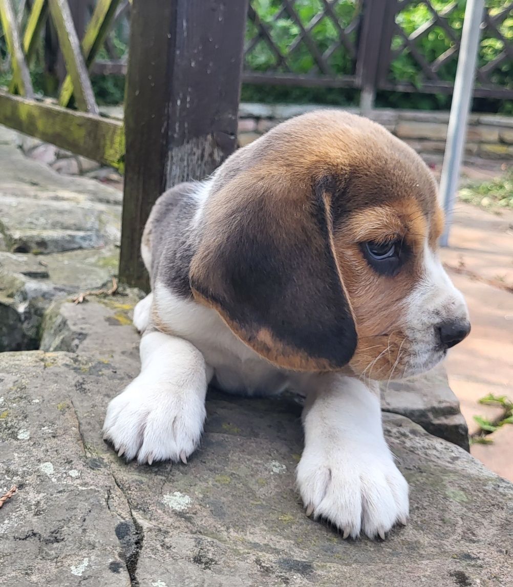 Beagle piesek sprzedam