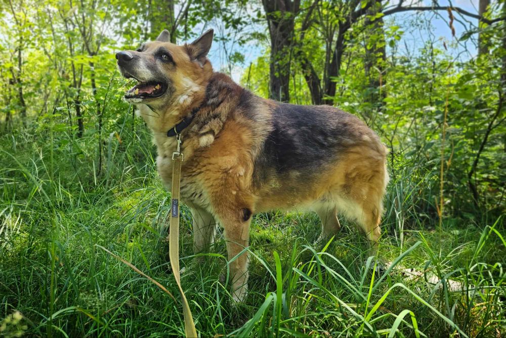 Sonia- urocza owczarkowa dama