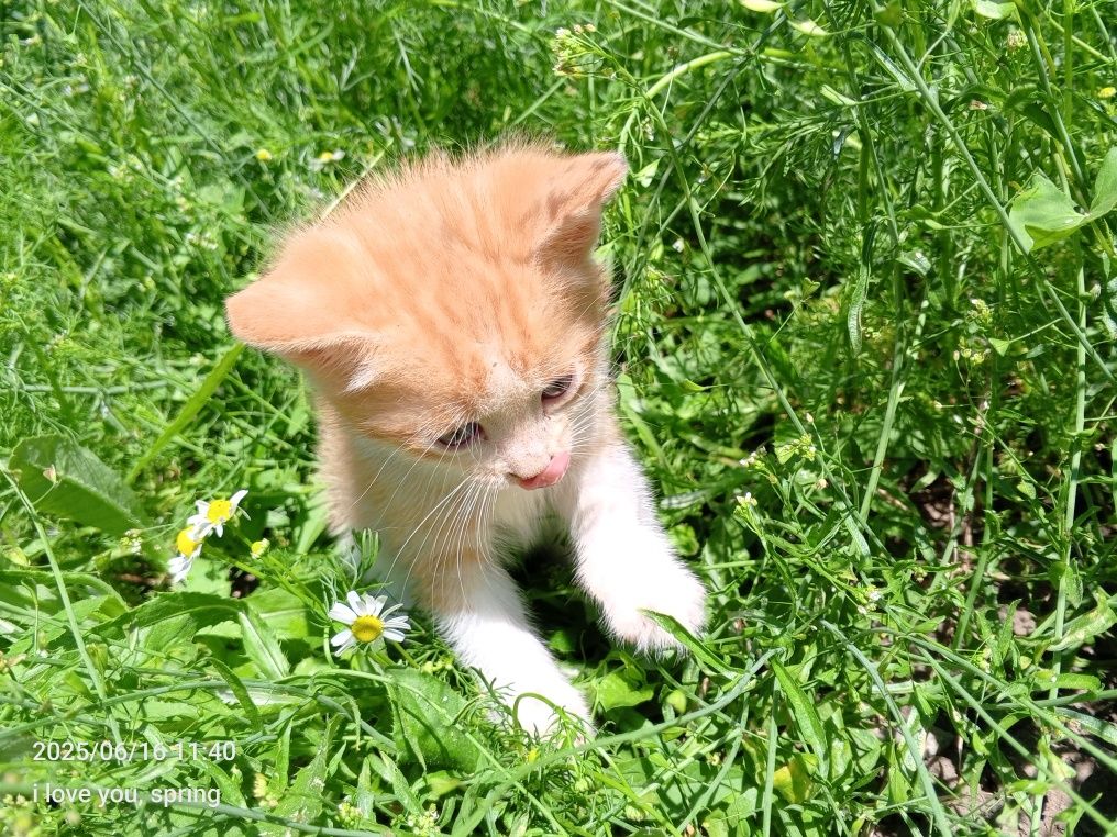 Віддам котенятка