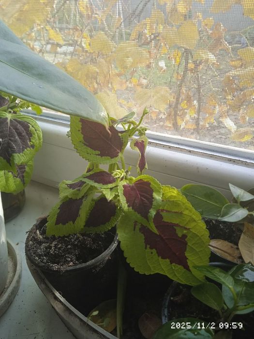 Дипладенія,колеус,сансівєра