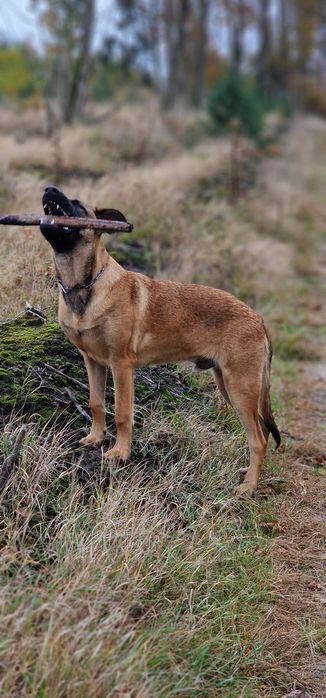 Owczarek belgijski Malinois