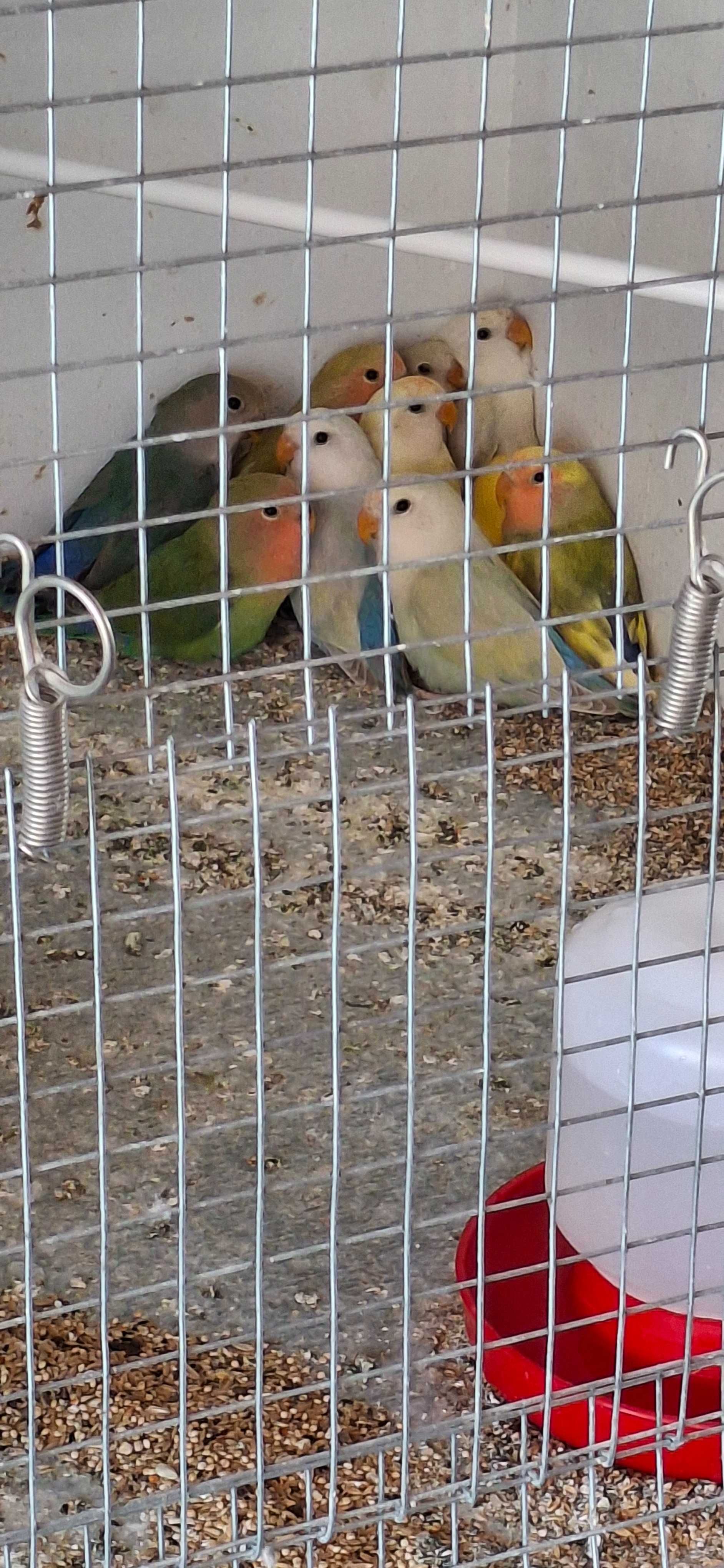 Agapornis ,lindíssimos