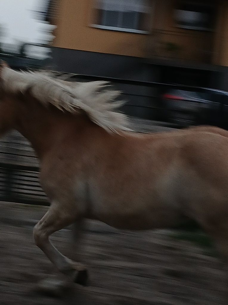 Klaczki i ogerek zimnokrwiste sokólskie