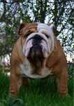 Reproduktor Buldog ang. Champion PL, import z Serbii (FCI)-przebadany!