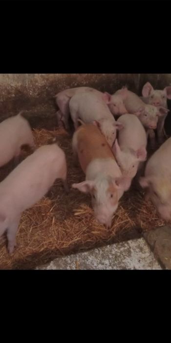 Prosięta od Rolnika