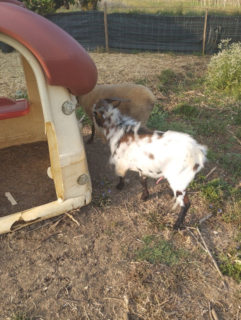 Vendo macho de cabra ana