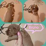 Prześliczny Bruno Cavalier King Charles spaniel badania genetyczne