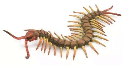 Centipede. Collecta