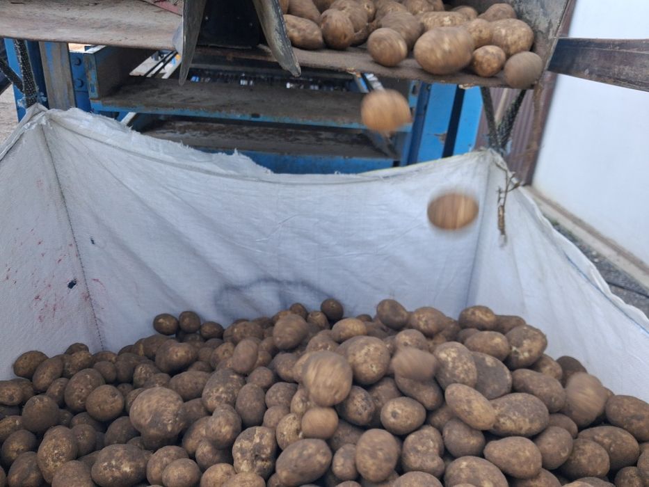 Ziemniaki skrobiowe przemysłowe Skawa eurogrande eurostarch