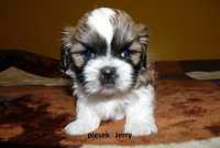 Shih Tzu, piesek Jerry do odbioru od 8 czerwca.