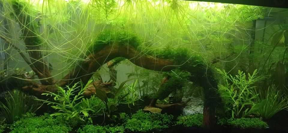 Planta de aquário flutuante frogbite