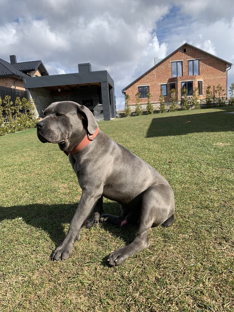 Вязка, случка, спарування Кане Корсо, CaneCorso собака пес