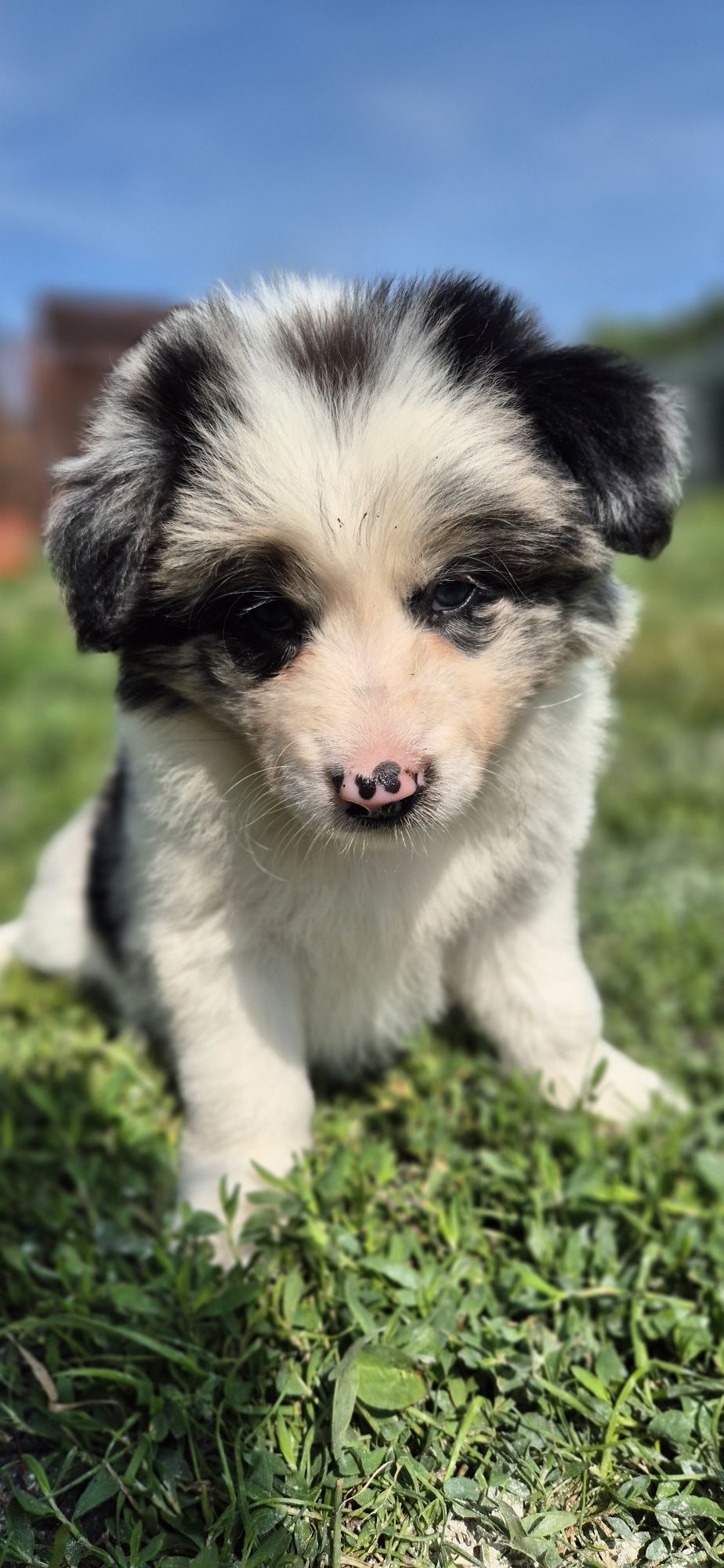 Suczka border collie