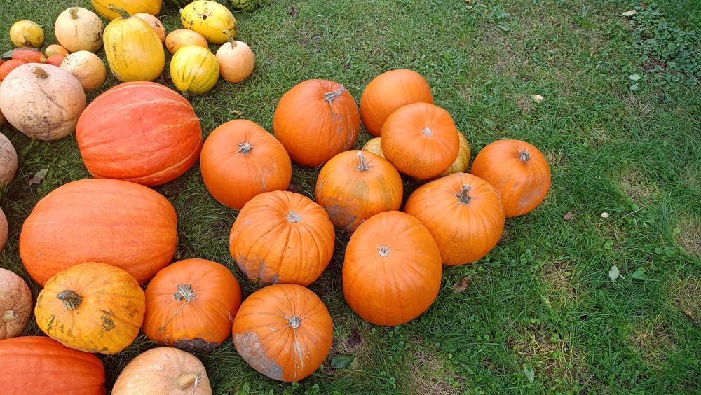 Dynie jadalne odmiana zwyczajna i bambino