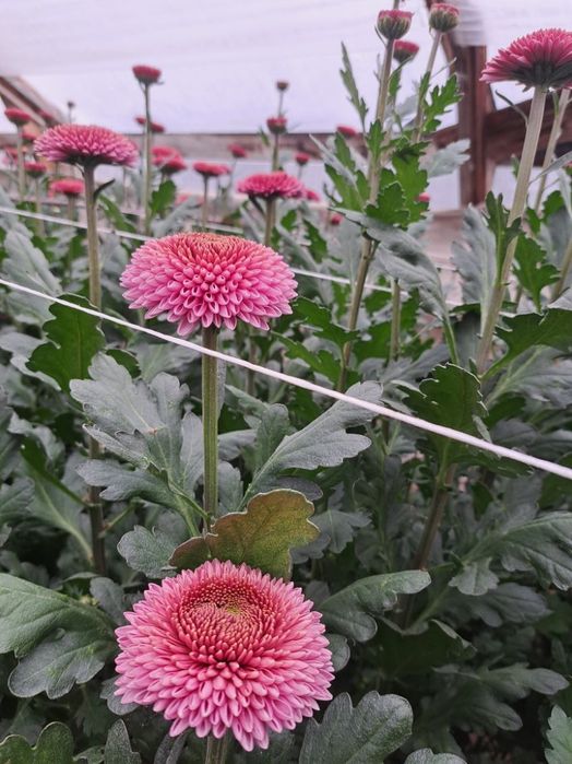 Chryzantemy cięte cremist