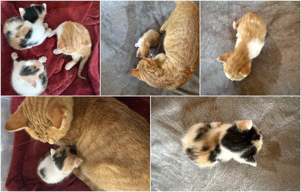Кошенята у добрІ руки