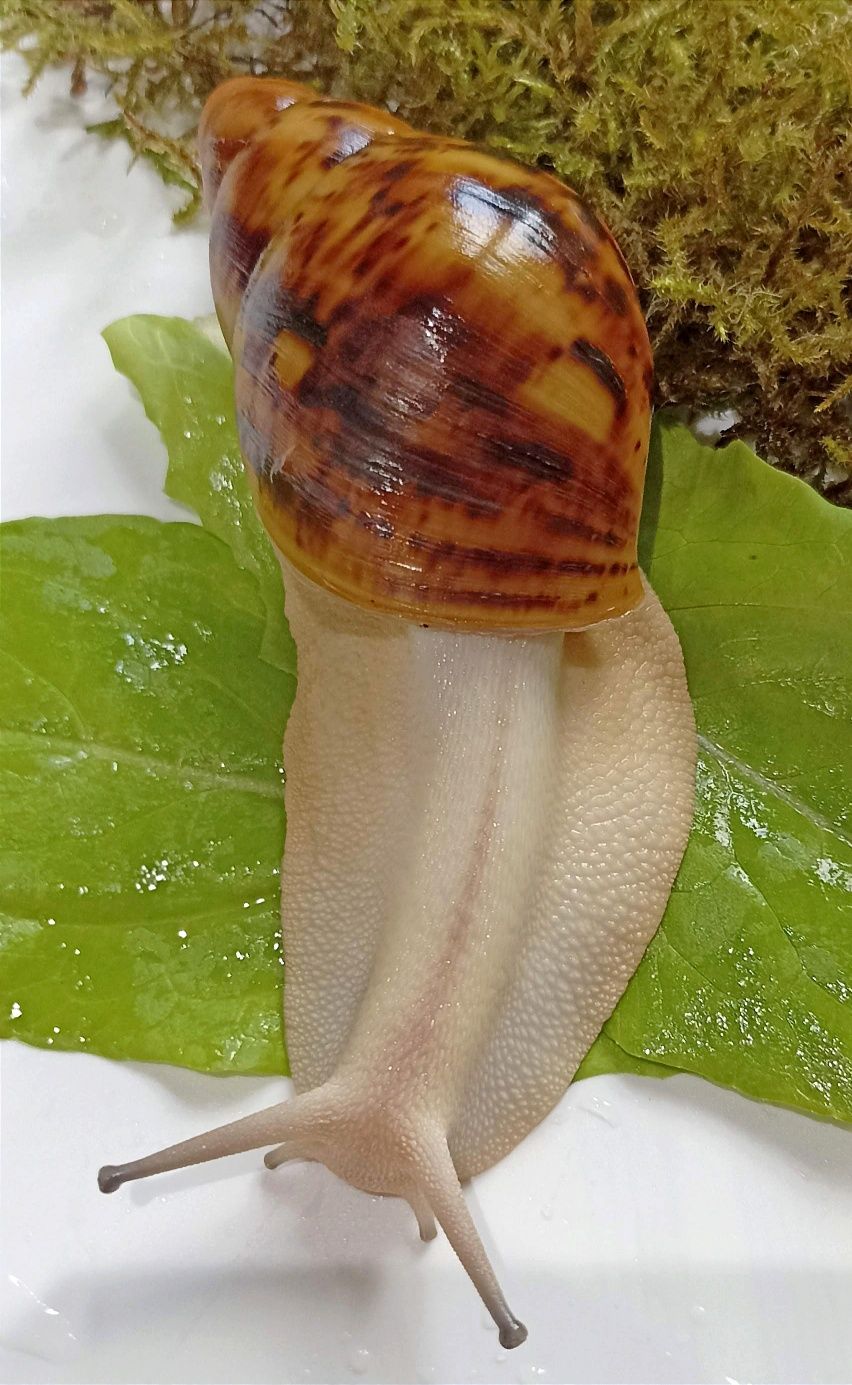 Ślimak afrykański, Archachatina marginata ovum acromelanic.