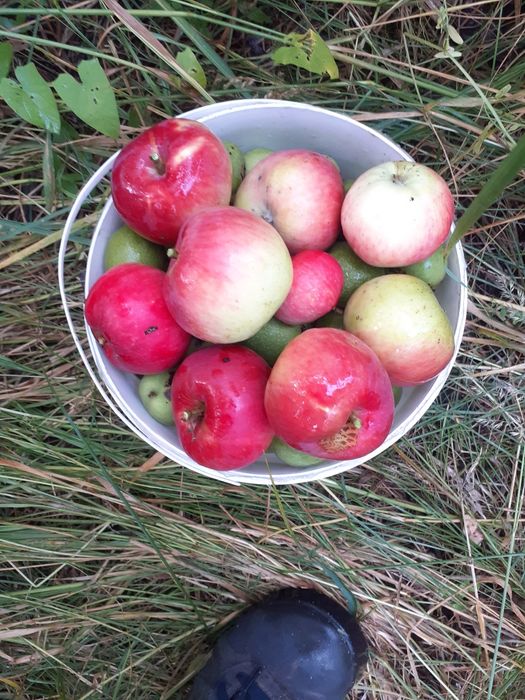Orzechy Włoskie ZIELONE i Różne Owoce