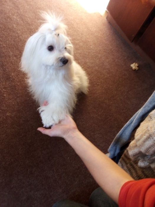 Мальтезе з доставкою у Ваше місто!