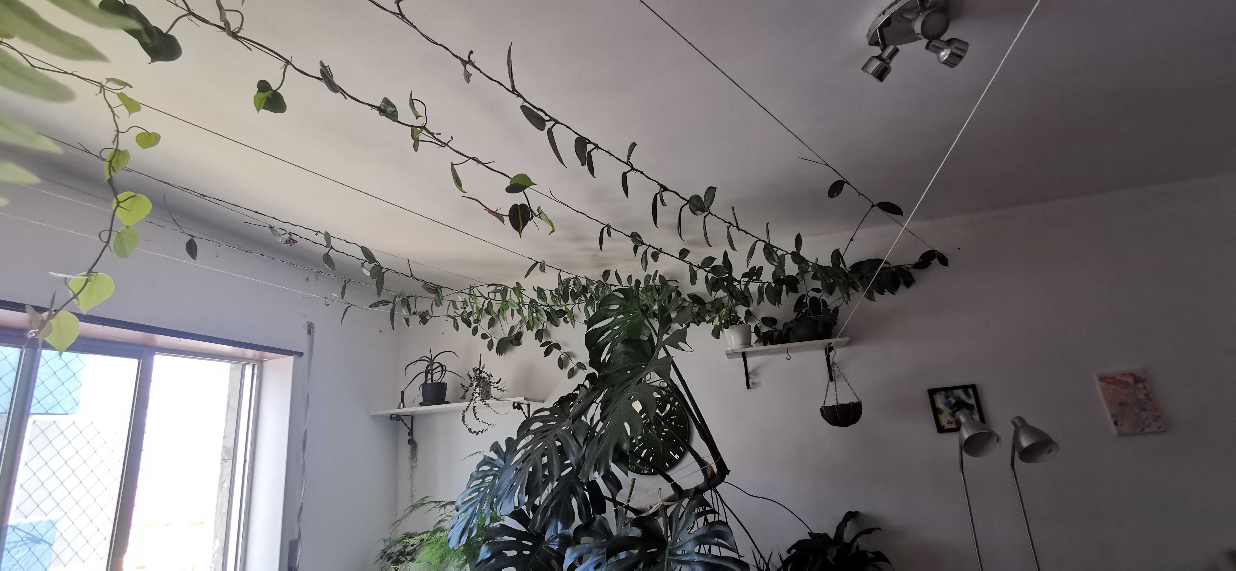 Várias plantas de interior e exterior
