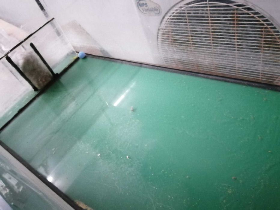 Tartarugueira grande