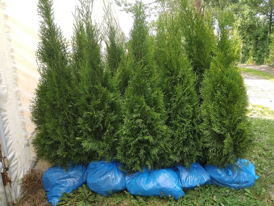Tuja Szmaragd 140 -  150 cm