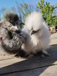 Китайська шовкова, silkie