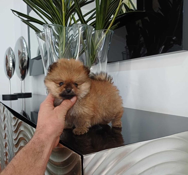 Spitz Alemão Anão/ Lulu da Pomerânia MACHO com LOP AFIXO