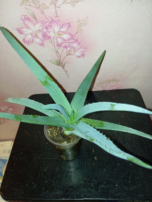 Кімнатні рослини