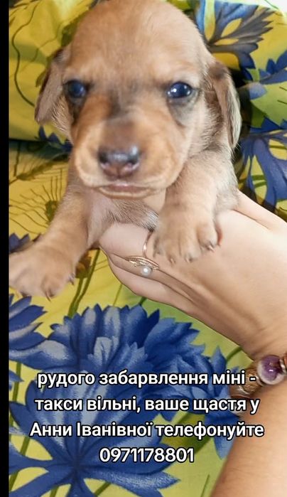 Рудого забарвлення міні-такси, є дівчатка та хлопчик.