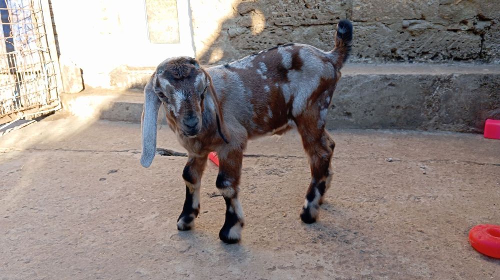 Продаем англонубийского козленка