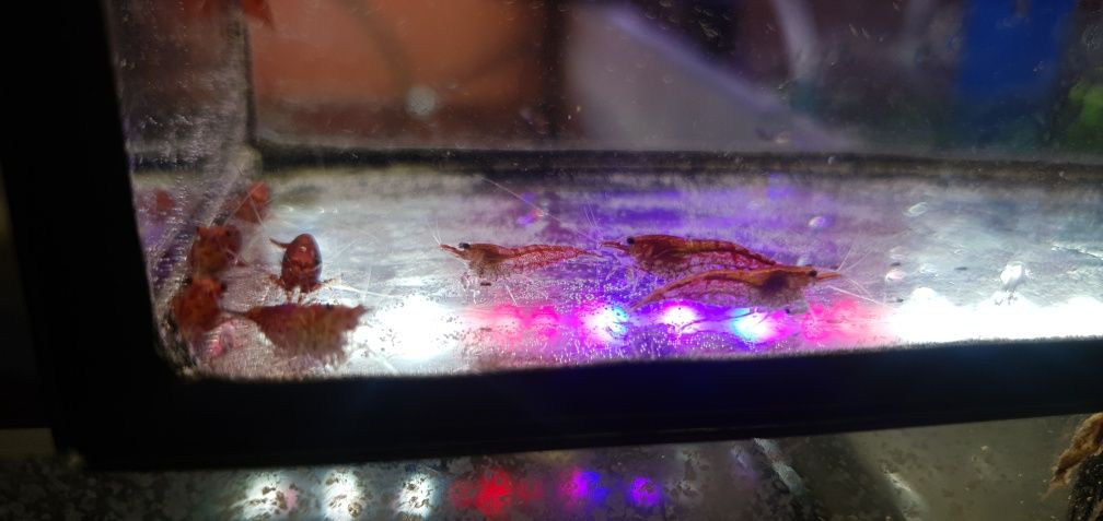 Krewetki Red Cherry