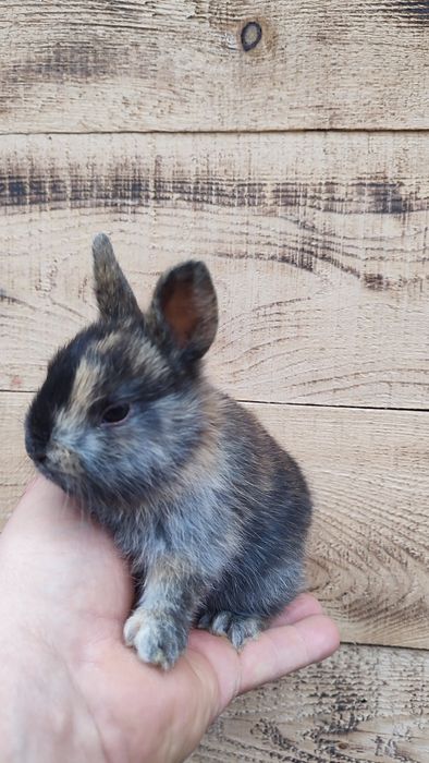 Królik króliki króliczek miniaturka miniaturki