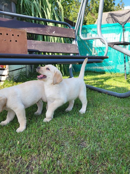 Suczka Labradory Retriever Biszkoptowe