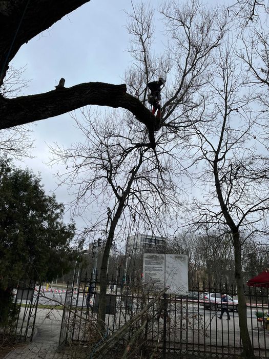 Wycinka drzew Puszczykowo i okolice